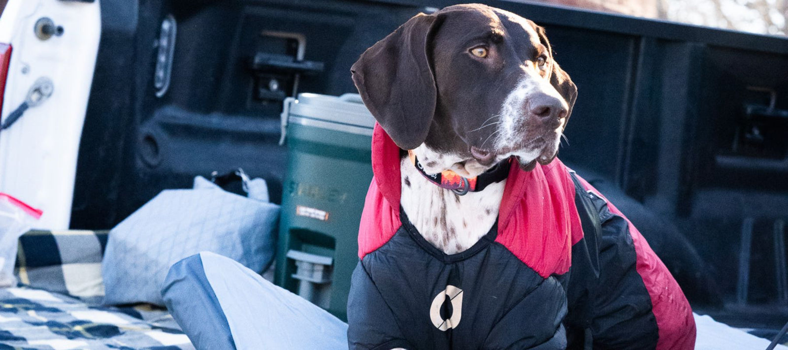 dog laying in back of truck bed with HEST dog bed