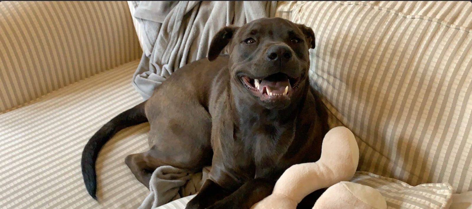 Cute brown dog happy smiling