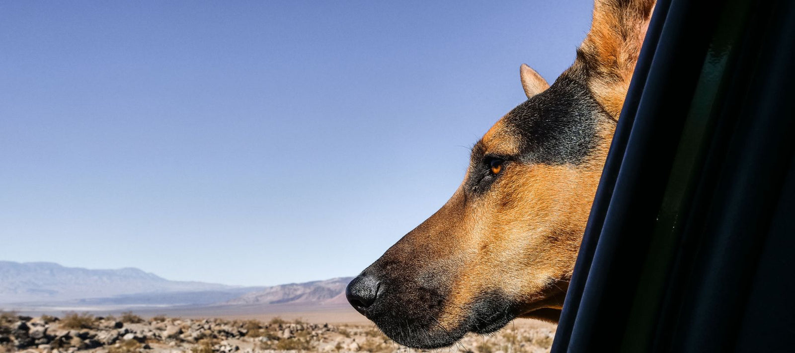 dog sticking its head out of car window